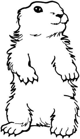 Groundhog  Coloring Page